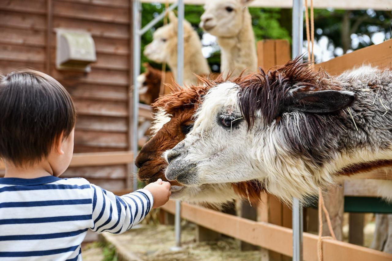 Kinderboerderij in Westland