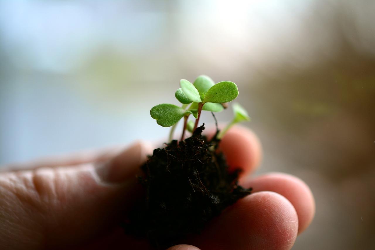 Tuinman